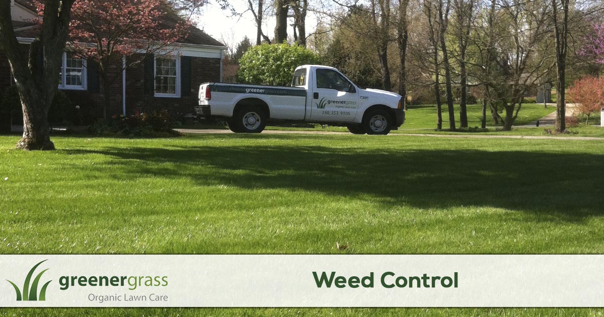 Weed Control Services by Greener Grass
